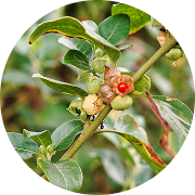 <p>Ashwagandha</p>