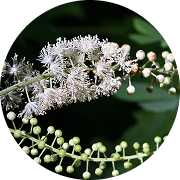 <p>Black Cohosh</p>