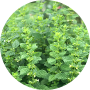 <p>Lemon Balm</p>