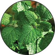 <p>Peppermint</p>
